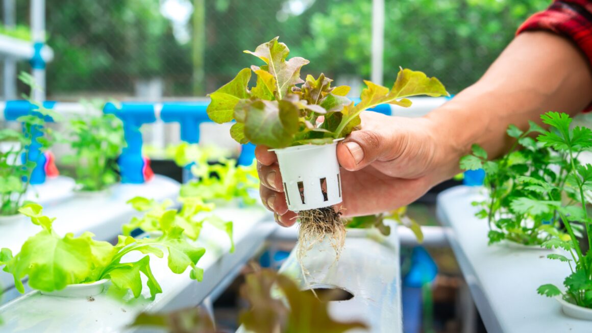 How Small Home Hydroponics Shops Are Becoming a Profitable Eco-Microbusiness in Today’s Sustainable Economy