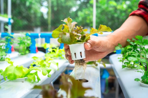 How Small Home Hydroponics Shops Are Becoming a Profitable Eco-Microbusiness in Today’s Sustainable Economy