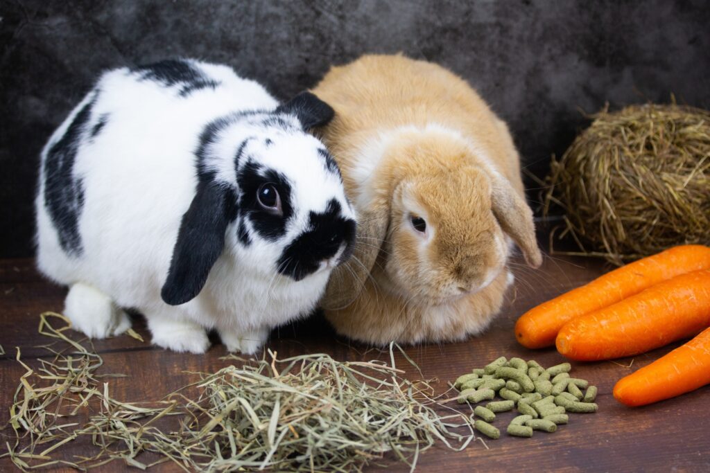 Creating a Safe and Comfortable Home Environment for a Holland Lop